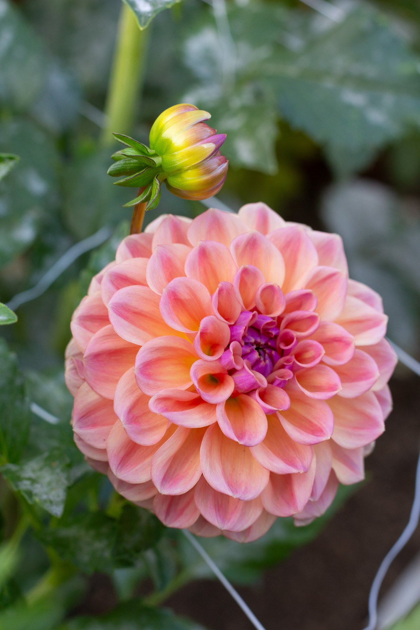 Dahlia : Chewy — ciderpress lane